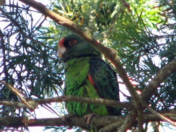 58 Red Fronted Parrot