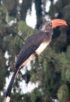 67a Crowned Hornbill