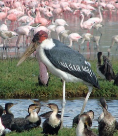 75 Marabou Stork with Others