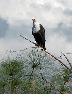 77 African Fish Eagle