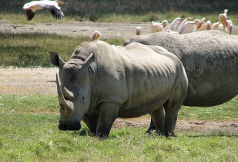 81 White Rhinos