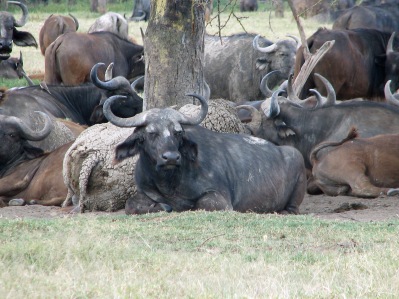 83 Resting Buffaloes