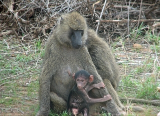Baboons with young