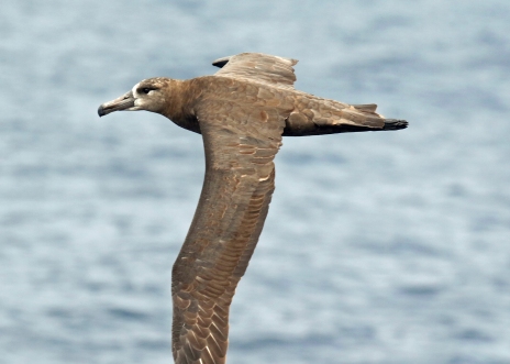 Black Footed Albatross-1
