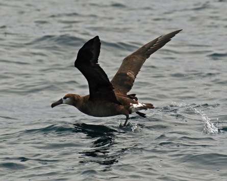 Black Footed Albatross Adult Pelagic