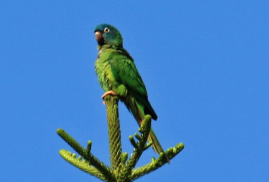 Blue-Crowned Parakeet1