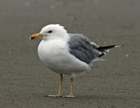 California Gull Adult