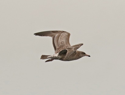 California Gull Juvenile Pattern Pelagic