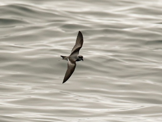 Fork Tailed Storm Petrel Top of Wing Pelagic