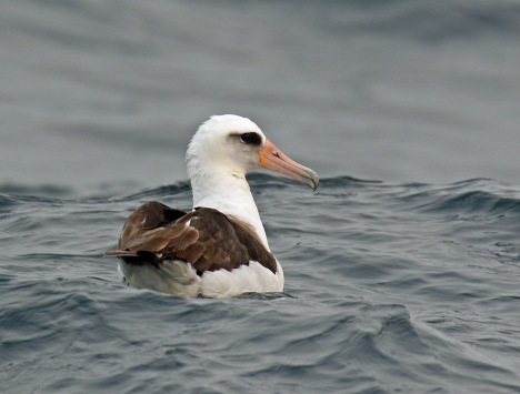 Laysan Albatross2 Pelagic