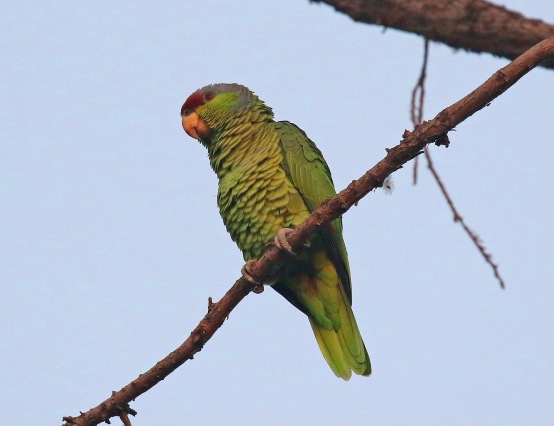 Lilac Crowned Crowned Parrot