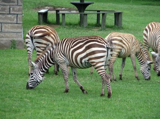 More Zebras