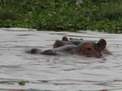 Naivasha Hippo Head 3