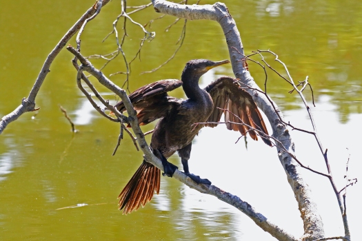 Neotropic Cormorant 1