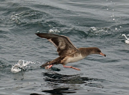 Pink Footed Shearwater Pelagic