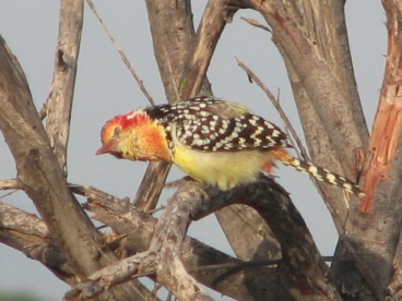Red and Yellow Barbet2