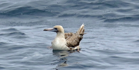 Red Footed Booby on Water-1
