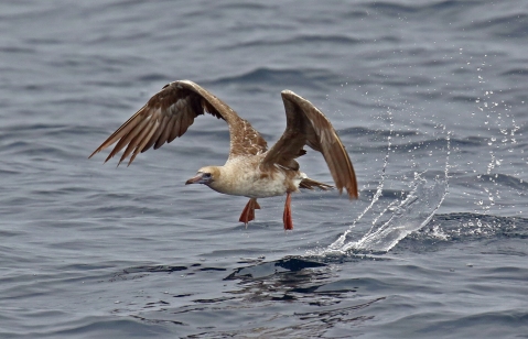 Red Footed Booby1-1