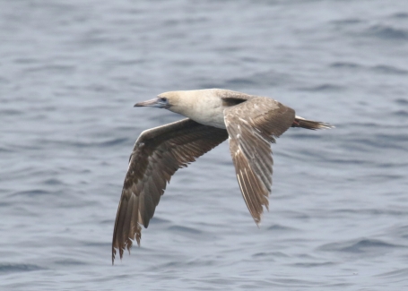 Red Footed Booby2-1