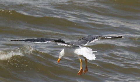 Yellow Footed Gull Takeoff
