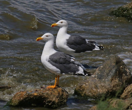 Yellow Footed Gulls Obsidian