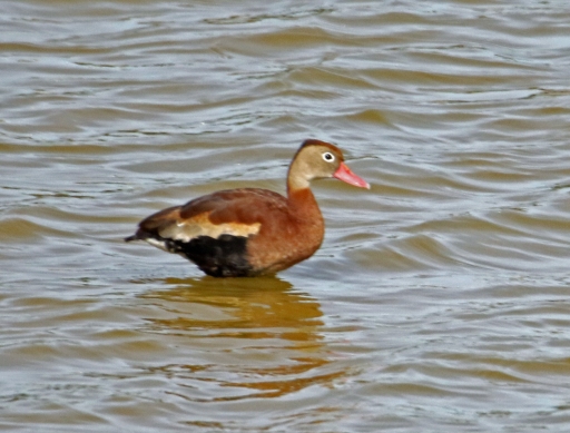Black Bellied Whistling Duck1