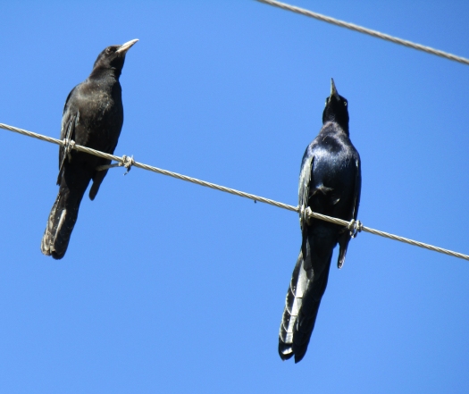 Great Tailed and Boat Tailed Grackles.jpg