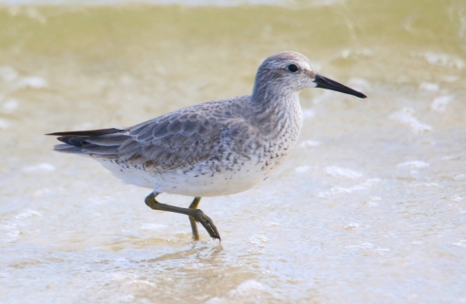 Red Knot r1