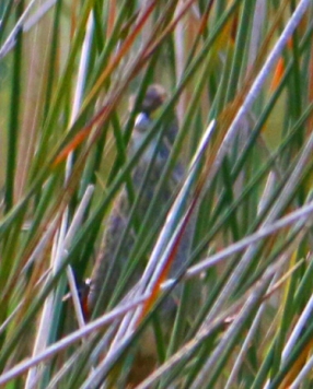 Seaside Sparrow 3r