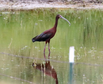 White Faced Ibis in Pond