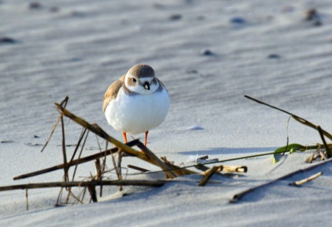 Piping Plover Tybee