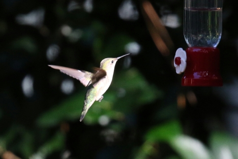 Ruby Throated Hummingbird 3.jpg