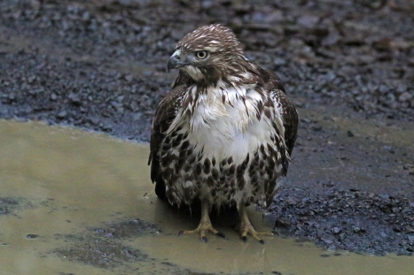 Red Tailed Hawk in Puddle1