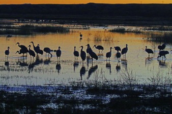 sandhill crane sunset