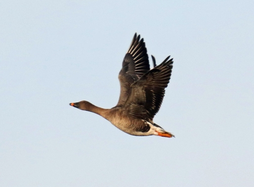 Tundra Bean Goose Flight1