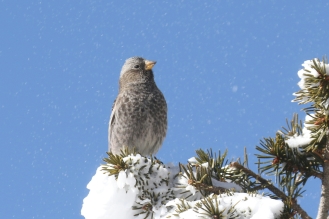 black rosy finch with snow dust