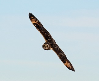short eared owl flight1