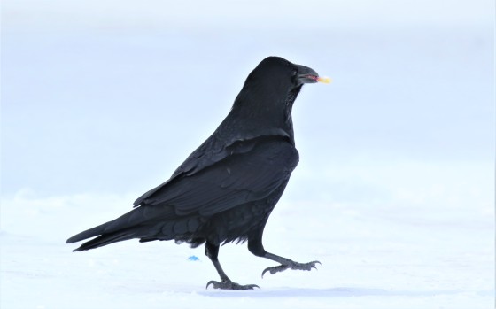 Junk Food Raven
