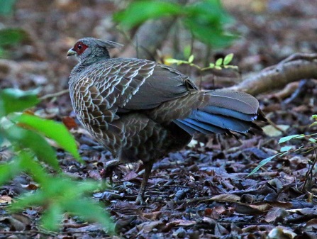 Kalij Pheasant Female1