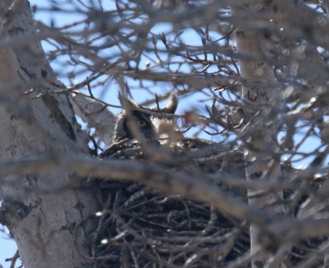 Great Horned Owl on Nest