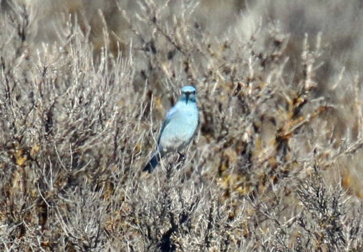mountain-bluebird.jpg