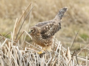 Northern Harrier Perched