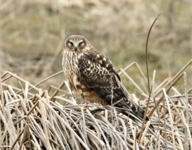 Northern Harrier Perched1