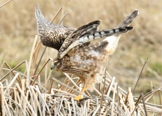 Northern Harrier Wings Out