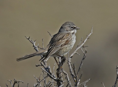 Sagebrush Sparrow1