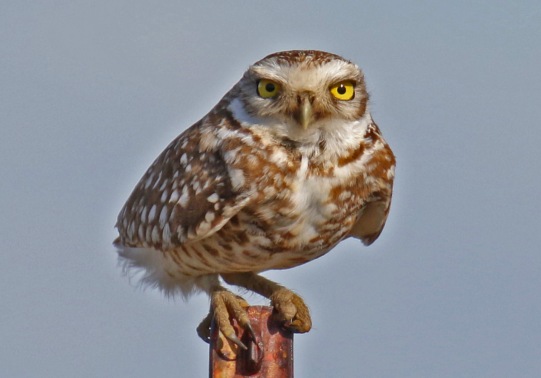 Burrowing Owl Post Horizontal