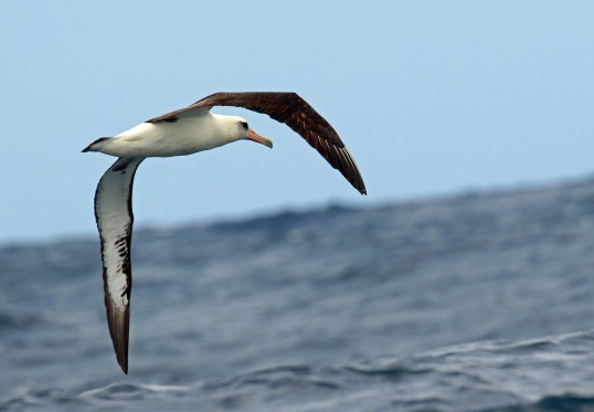 Laysan Albatross2
