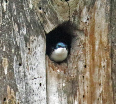 Tree Swallow in Nest Hole1
