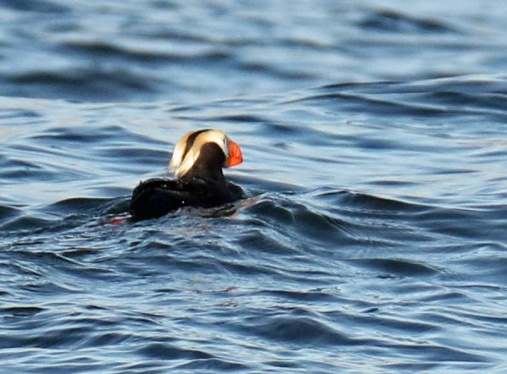 Tufted Puffin2