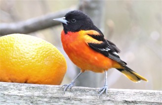 Baltimore Oriole with Orange